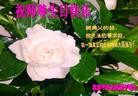 ֹ,󷨵ӹ編ִʦ𻪵(28)
