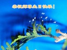 ֹ,󷨵ӹʦ𻪵ߴ󷨺鴫ʮ(21)
