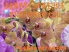 ֹ,㶫󷨵ӹʦ𻪵ߴ󷨺鴫ʮ(23)
