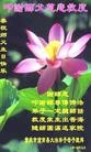 法轮功,重庆大法弟子恭贺世界法轮大法日暨师尊华诞(21条)
