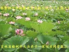 法轮功,长春大法弟子恭贺大法洪传二十二周年暨师尊华诞(26条)
