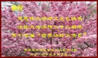 法轮功,吉林市大法弟子恭贺师尊华诞暨大法洪传二十二周年(18条)
