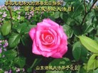 ֹ,Ϋ󷨵ӹ編ִʦ𻪵(24)
