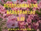 法轮功,吉林市大法弟子恭贺师尊华诞暨大法洪传二十二周年(24条)
