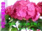 ֹ,󷨵ӹʦ𻪵ߴ󷨺鴫ʮ(21)
