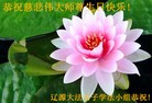 法轮功,吉林省大法弟子恭贺师尊华诞暨大法洪传二十二周年(24条)

