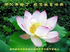 法轮功,吉林省大法弟子恭贺大法洪传二十二周年暨师尊华诞(20条)
