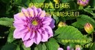 ֹ,㶫󷨵ӹʦ𻪵ߴ󷨺鴫ʮ(28)
