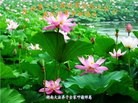 法轮功,湖南大法弟子恭贺师尊华诞暨大法洪传二十二周年(24条)

