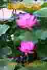ֹ,Ϋ󷨵ӹش󷨺鴫ʮʦ𻪵(27)
