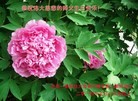 ֹ,ϴ󷨵ӹʦ𻪵ߴ󷨺鴫ʮ(28)
