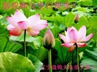 ֹ,̽󷨵ӹ編ִʦ𻪵(26)
