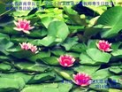 ֹ,ϴ󷨵ӹش󷨺鴫ʮʦ𻪵(22)
