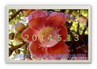 法轮功,湖南大法弟子恭贺世界法轮大法日暨师尊华诞(26条)
