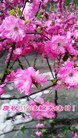 ֹ,½󷨵ӹ編ִʦ𻪵(33)
