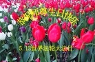 法轮功,长春大法弟子恭贺世界法轮大法日暨师尊华诞(25条)
