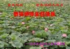 ֹ,󷨵ӹ編ִʦ𻪵(31)
