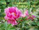 ֹ,ϴ󷨵ӹ編ִʦ𻪵(27)
