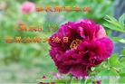 ֹ,ɽ󷨵ӹ編ִʦ𻪵(22)
