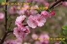 ֹ,ɽ󷨵ӹ編ִʦ𻪵(56)

