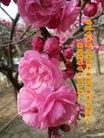 ֹ,½󷨵ӹ編ִʦ𻪵(29)
