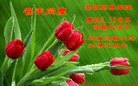 法轮功,长春大法弟子恭贺世界法轮大法日暨师尊华诞(26条)
