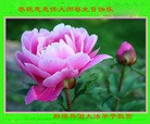 ֹ,½󷨵ӹ編ִʦ𻪵(21)
