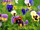 法轮功,长春大法弟子恭贺世界法轮大法日暨师尊华诞(20条)
