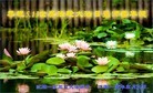 ֹ,󷨵ӹ編ִʦ𻪵(20)
