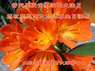 ֹ,ɽ󷨵ӹ編ִʦ𻪵(24)
