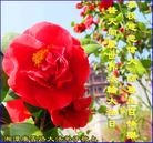 法轮功,湖南大法弟子恭贺世界法轮大法日暨师尊华诞(26条)
