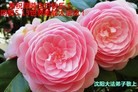ֹ,󷨵ӹ編ִʦ𻪵(20)
