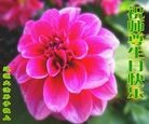 法轮功,吉林省大法弟子恭贺世界法轮大法日暨师尊华诞(22条)
