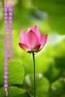 ֹ,ػʵ󷨵ӹ編ִʦ𻪵(21)
