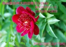 ֹ,ʡ󷨵ӹ編ִʦ𻪵(22)
