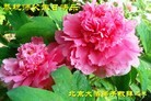 ֹ,󷨵ӹ編ִʦ𻪵(27)
