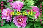 ֹ,󷨵ӹ編ִʦ𻪵(27)
