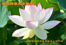 法轮功,湖南大法弟子恭贺世界法轮大法日暨师尊华诞(26条)
