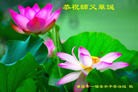 法轮功,重庆大法弟子恭贺世界法轮大法日暨师尊华诞(25条)
