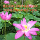 ֹ,ӱ󷨵ӹ編ִʦ𻪵(26)
