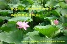 ֹ,ӱ󷨵ӹ編ִʦ𻪵(25)
