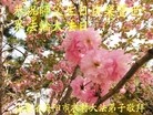 ֹ,ɽ󷨵ӹ編ִʦ𻪵(26)

