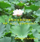 法轮功,湖南大法弟子恭贺世界法轮大法日暨师尊华诞(24条)
