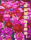 ֹ,ݴ󷨵ӹ編ִʦ𻪵(26)
