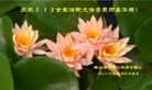ֹ,󷨵ӹ編ִʦ𻪵(22)
