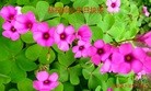 ֹ,󷨵ӹ編ִʦ𻪵(22)
