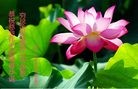 ֹ,󷨵ӹ編ִʦ𻪵(26)
