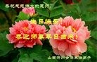 ֹ,ɽ󷨵ӹ編ִʦ𻪵(26)
