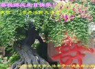 ֹ,Ϋ󷨵ӹ編ִʦ𻪵(25)
