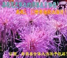 ֹ,󷨵ӹ編ִʦ𻪵(23)
